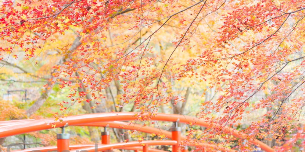 Red maple leaves during Autumn