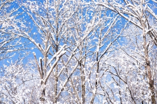 Trees covered in snow in winter in Sapporo,Hokkaido
