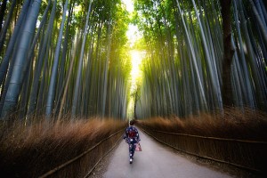 A woman wearing kimono strolling in bamboo grove in Arashiyama, Kyoto