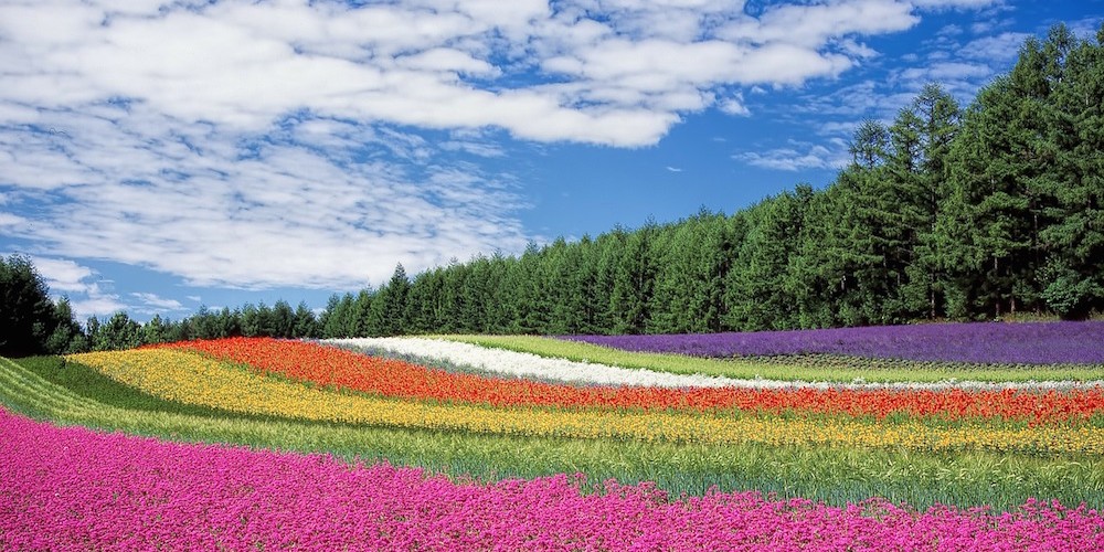 Beautiful colorful flower garden in Furano, Hokaido