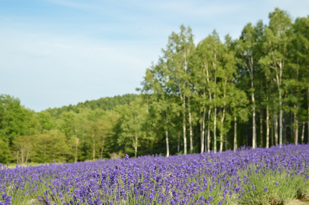 Lavender garden for Furano for summer time