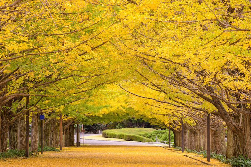 Beautiful yellow ginkyo tree and its leaves making a yellow carpet