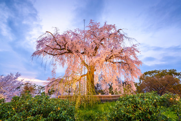 Cherry blossom blooming in Maruyama park, Kyoto