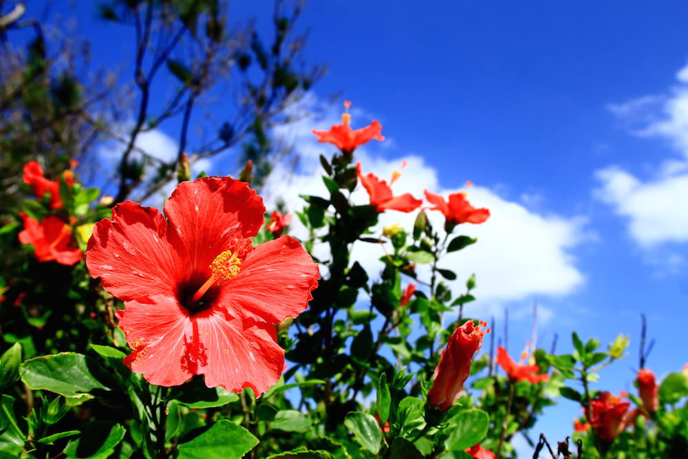 Hibiscus flower in Okinawa with blue sky