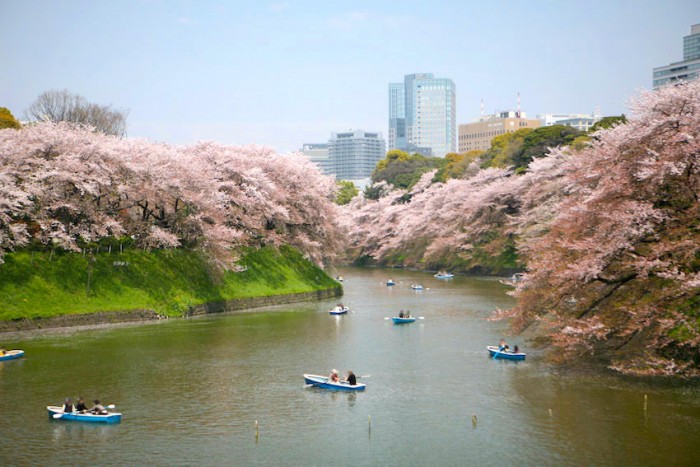 Best Places To Hanami During Cherry Blossom Season In Tokyo 