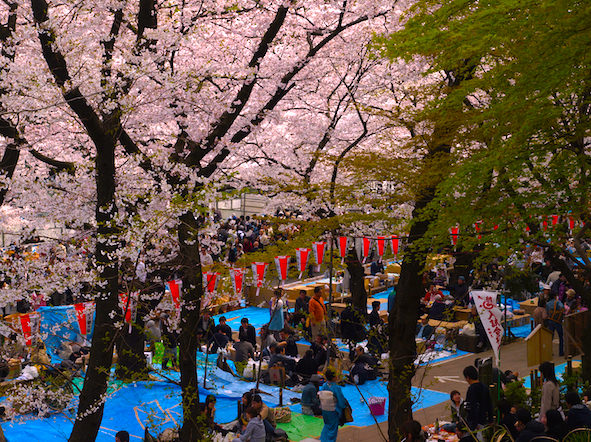 Best Places to HANAMI during cherry blossom season in Tokyo | KoKoRoGraphy