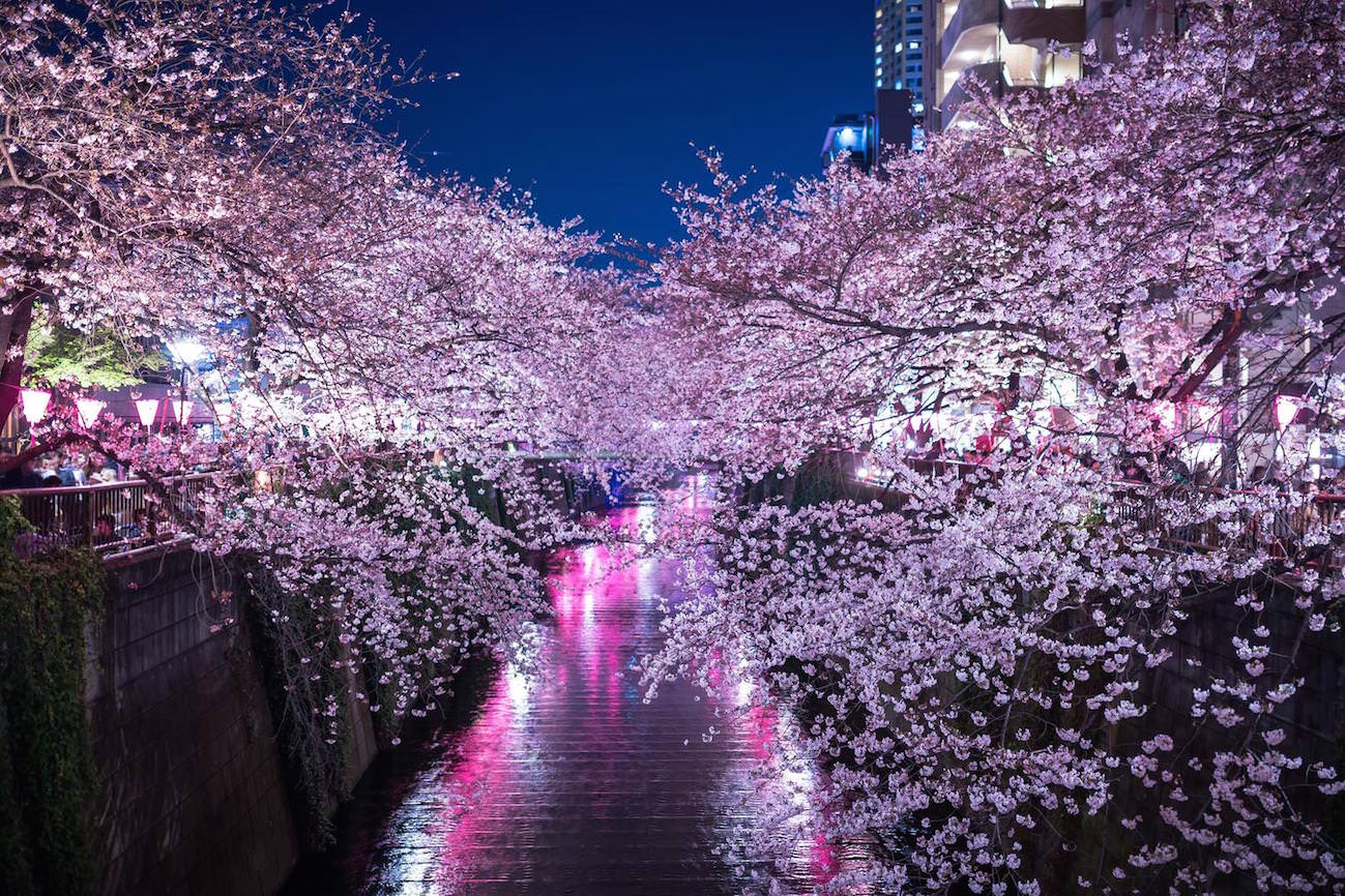 Best Places to HANAMI during cherry blossom season in Tokyo | KoKoRoGraphy