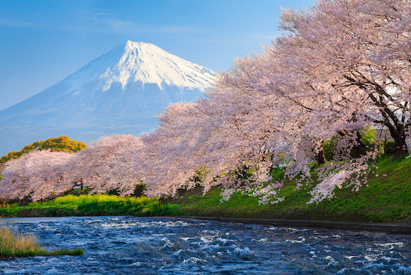 Cherry blossom blooming over the river with mt. fuji in the background