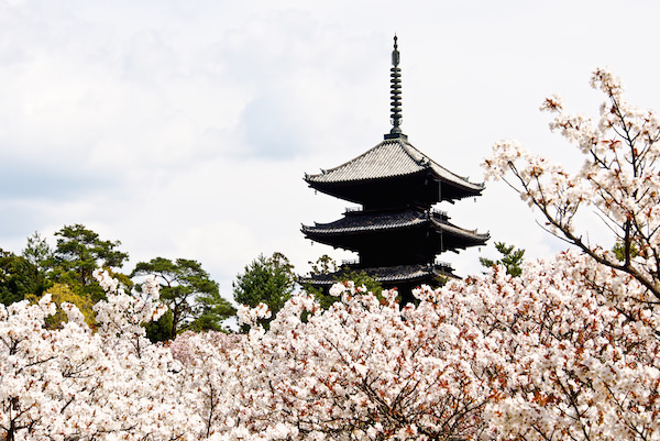 Jinnaji temple in Kyoto with cherry blossoms in Spring in Kyoto