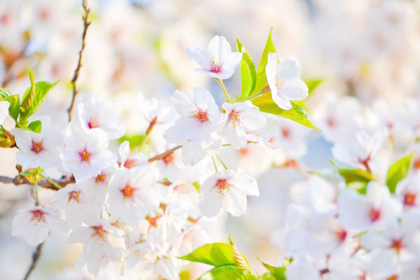 Cherry blossom in full bloom