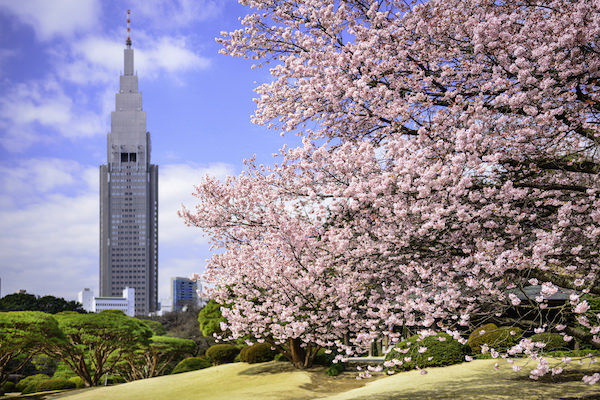 Cherry blossom in Shinjuku Gyoen park