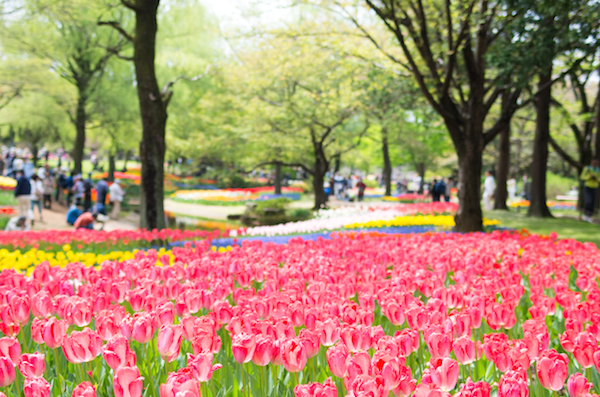 Tulips blooming in Showa Memorial park
