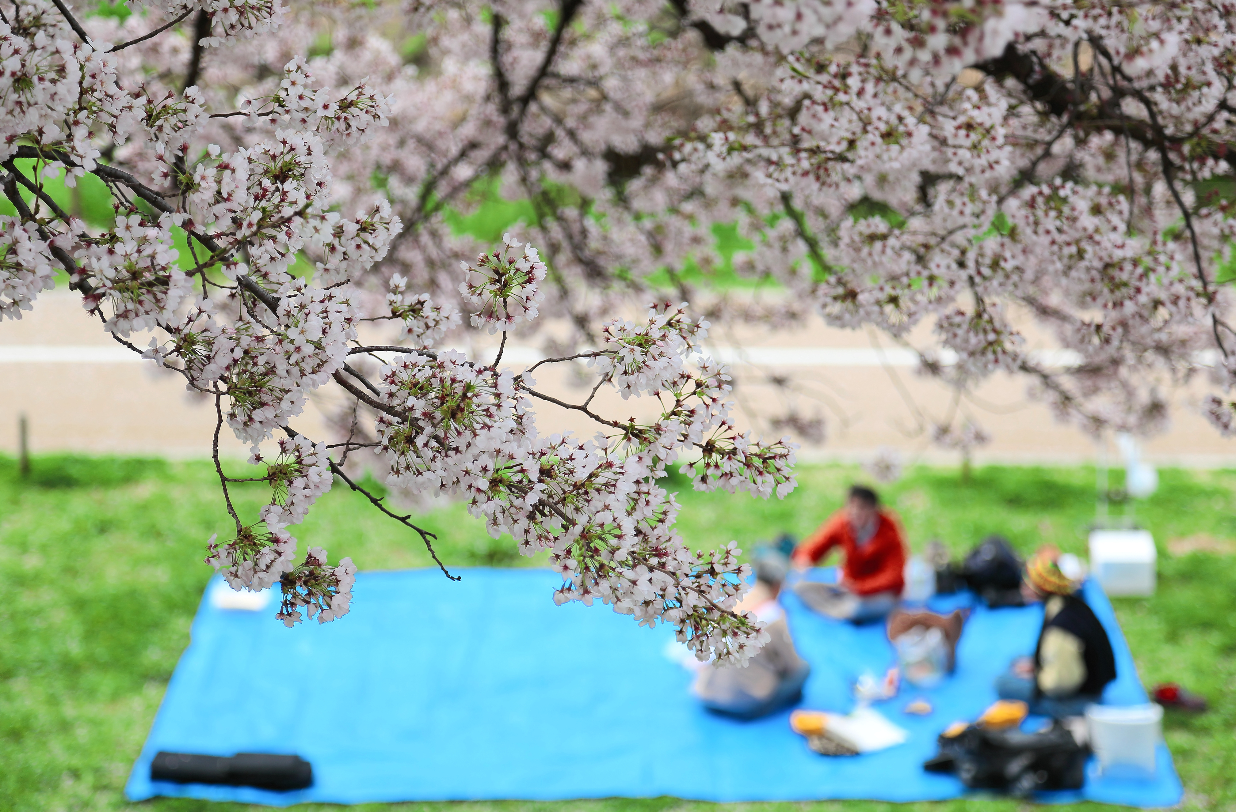 Group of people enjoyoing ohanami cherry blossom viewing during spring time