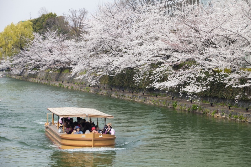 Yakatabune boat during cherry blossom season