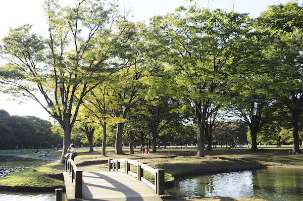 Yoyogi park in summer time with fresh green trees