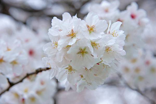 Cherry blossom blooming in Yoyogi park