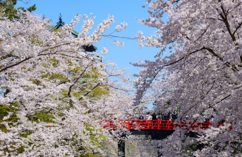 Cherry blossom blooming over river and bridge in Hirosaki park, Aomori