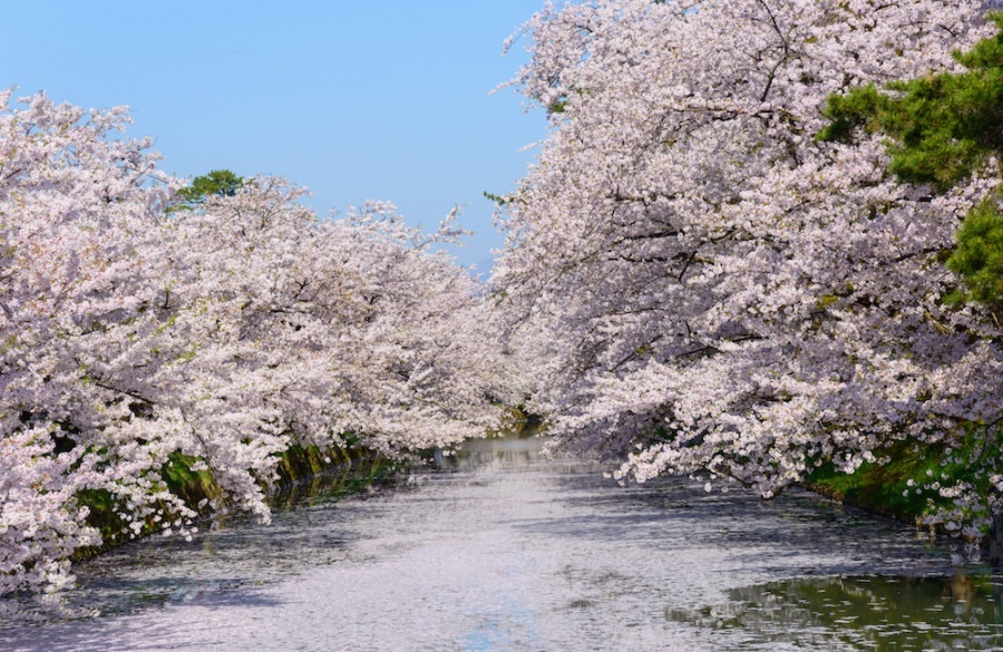 Cherry blossom blooming full in Hirosaki park, Aomori