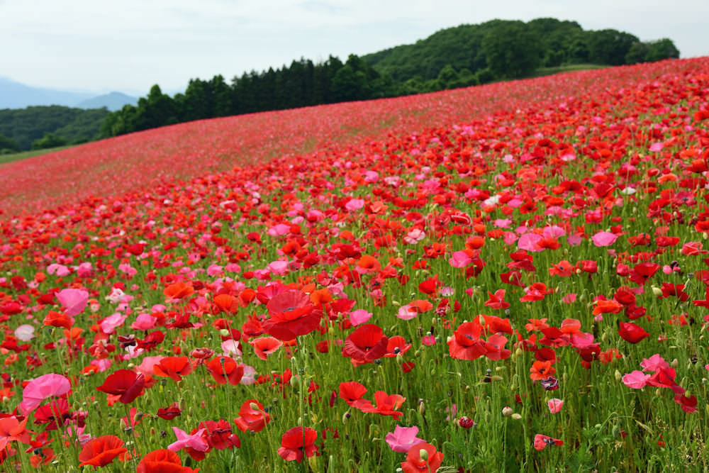 Popie garden in Chichibu