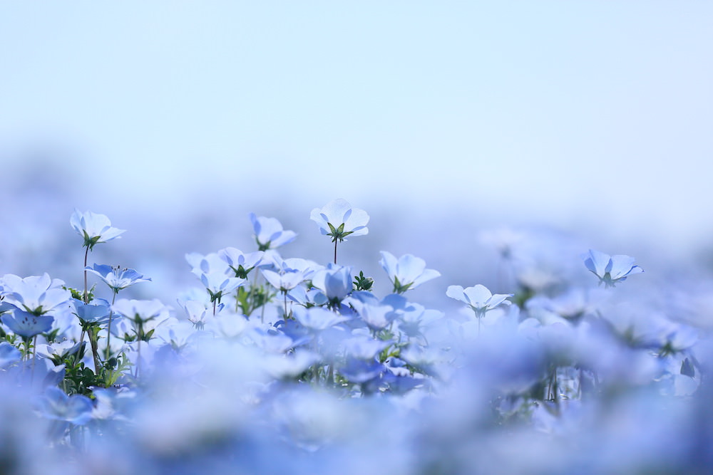 nemophila flowers in Hitachi seaside park