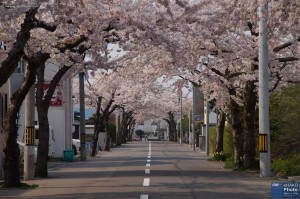 A beautiful tunnel of cherry blossom in Sakuragaoka dori in Hakodate