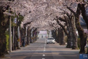 A beautiful tunnel of cherry blossom in Sakuragaoka dori in Hakodate
