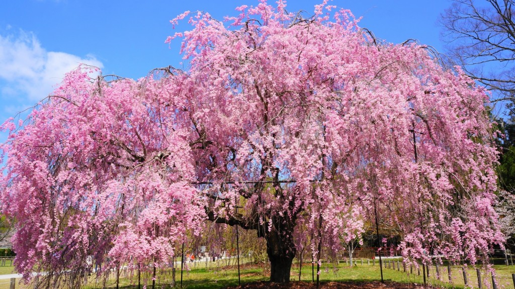 saio sakura in Kamigamo Shrine in Kyoto, it will be peaked around mid of April