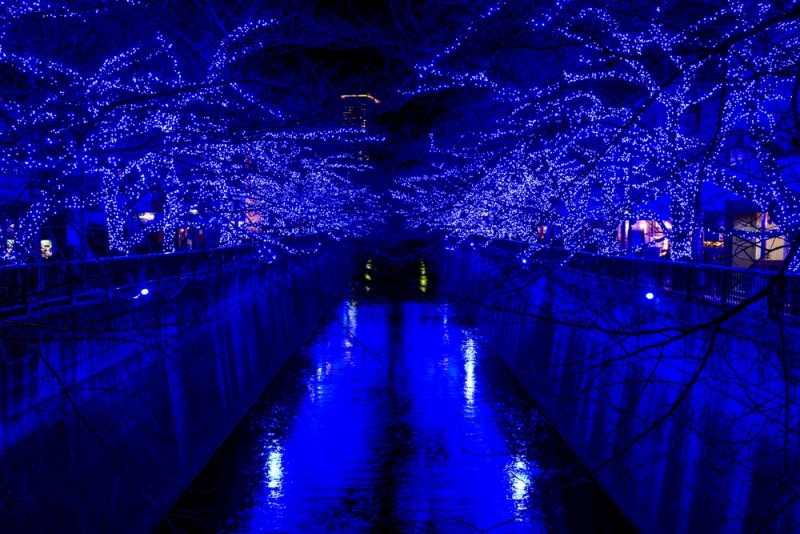 Night yozakura light up in Meguro river