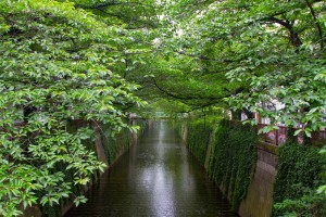 meguro river normal