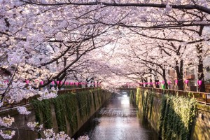 meguro river sakura