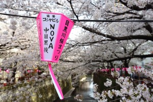 meguro river sakura festival