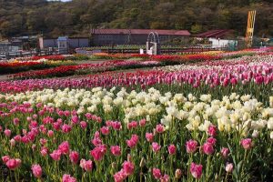 Tulip flowers and mt. fuji