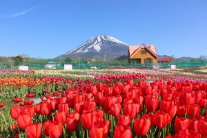 Tulip flowers and mt. fuji