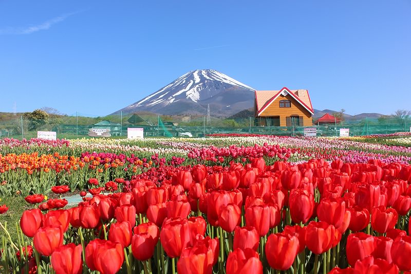 Tulip and Mt. Fuji collaborating now in Japan | KoKoRoGraphy