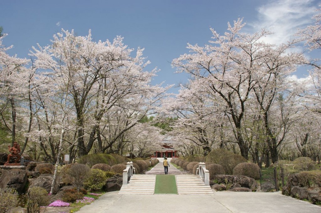 Latest blooming cherry blossom in Honshu