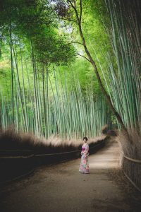 Vacation photo surrounded by fresh green bamboo grove in Arashiyama, Kyoto