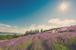 Pre-wedding photo of a couple surrounded by lavender field