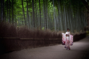Pre-wedding photo of a lady dressed in kimono, posing dressed in kimono in bamboo forest in Arashiyama, Kyoto
