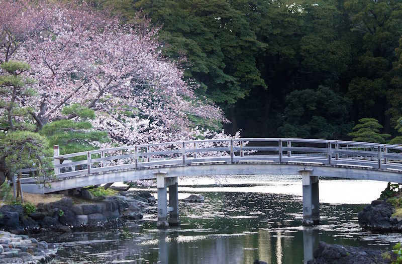 Hamarikyu garden in Tokyo during cherry blossom season