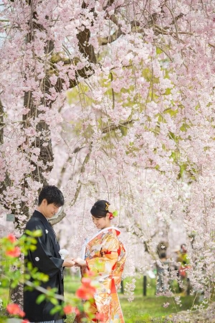 Pre-wedding Kyoto Cherry Blossom Kimono